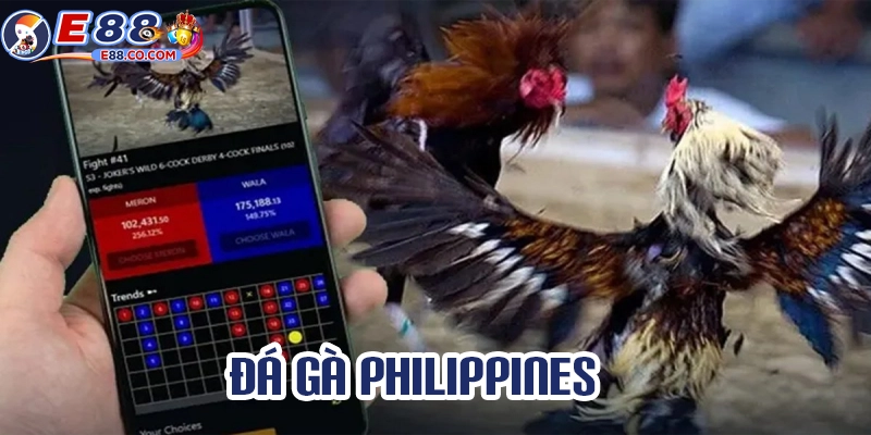 Vài nét về môn thể thao đá gà Philippines