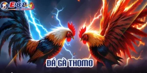Xem trực tiếp đá gà Thomo có gì hot?