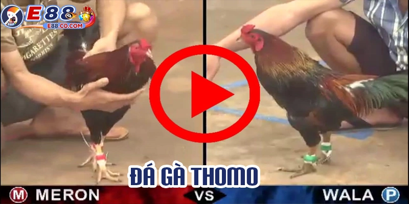 Những ưu điểm khi xem và cược đá gà thomo tại E88